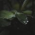 方雨桐，张爱玲文学研究者，负责原著对比板块的文本分析